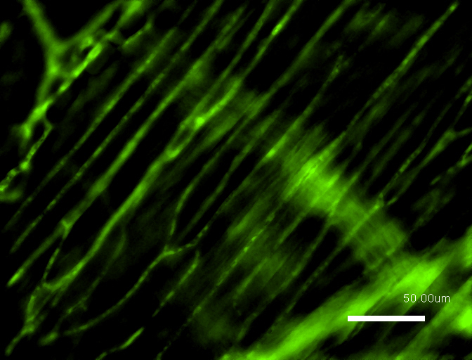 A capillary plexus within skeletal muscle muscle of a mouse
