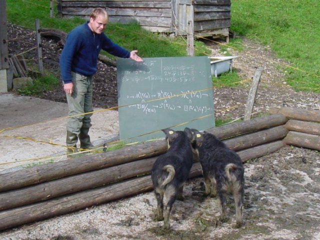 teaching pigs